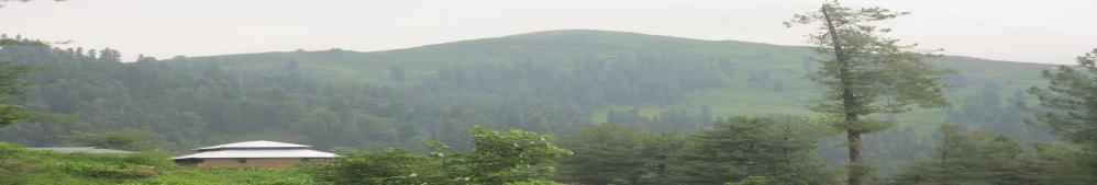 Bagh