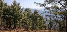 Bhurban