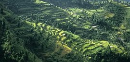 Shangla