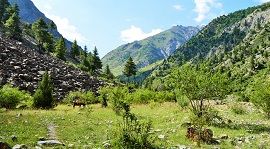 Ghizer