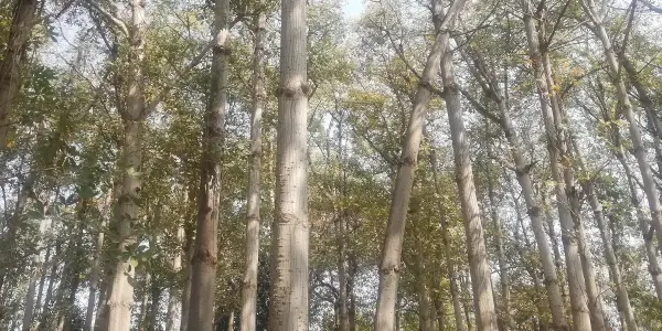 Traveling in Forest