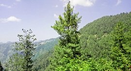 Nathia Gali