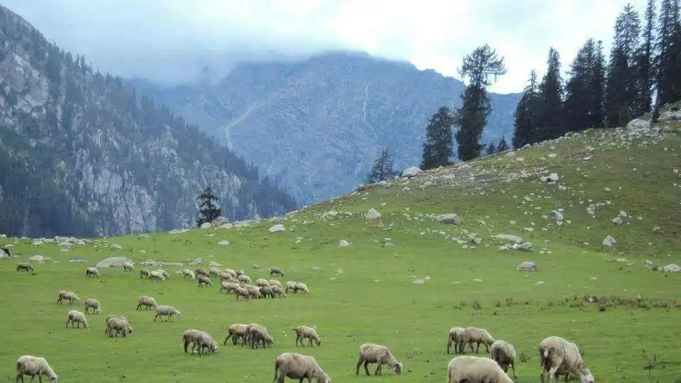 Grazing Herds in Kumrat Valley
