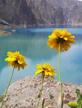 Colorful Flowers around Attabad Lake