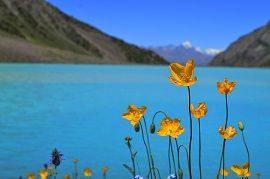 Shukargah Lake within colorful flowers