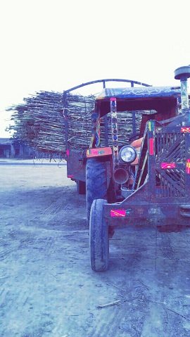 Transporting Sugarcane