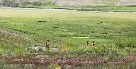 wildlife in Deosai Plains